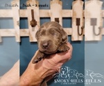 Small Photo #81 Labrador Retriever Puppy For Sale in POCAHONTAS, IL, USA