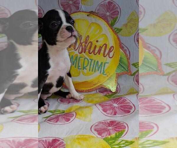 Medium Photo #1 Boston Terrier Puppy For Sale in COLLINS, GA, USA