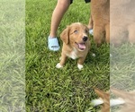 Small #5 Australian Shepherd-Goldendoodle Mix