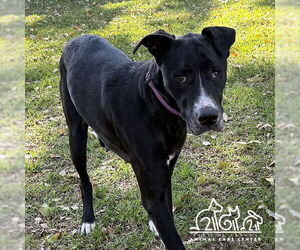 Great Dane-Unknown Mix Dogs for adoption in Irvine, CA, USA