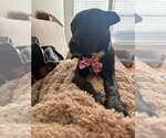 Small #2 Labrador Retriever Mix