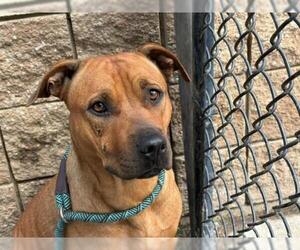 Mutt Dogs for adoption in Tulsa, OK, USA