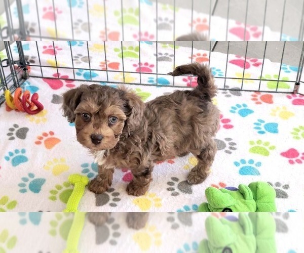 Medium Photo #12 Poovanese Puppy For Sale in ORO VALLEY, AZ, USA