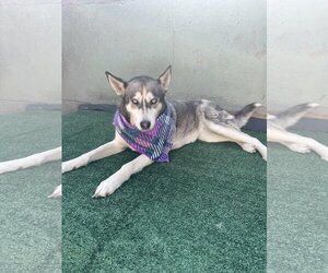 Dixie - Female Huskies -Unknown Mix Dog for Adoption - Photo #3