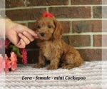 Small #2 Cockapoo (Miniature)