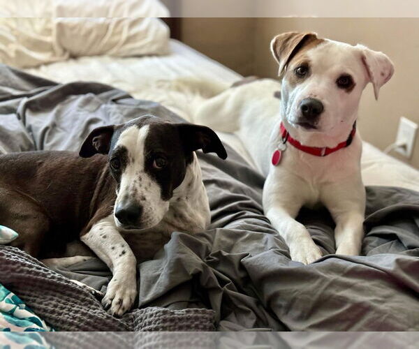 Medium Photo #2 Mutt Puppy For Sale in Springdale, PA, USA