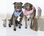 Small #1 American Pit Bull Terrier