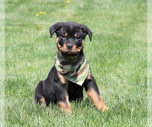 Rottweiler Puppy for sale in FREDERICKSBG, OH, USA