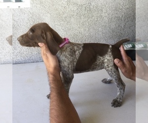 German Shorthaired Pointer Puppy for sale in MC FARLAND, CA, USA