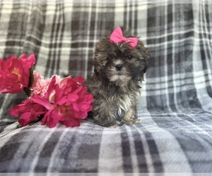 Zuchon Puppy for sale in LAKELAND, FL, USA