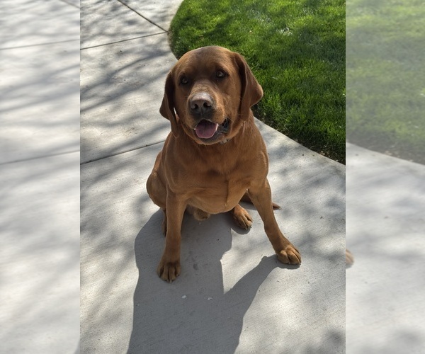 Medium Photo #1 Labrador Retriever Puppy For Sale in TURLOCK, CA, USA