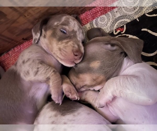 Medium Photo #42 Dachshund Puppy For Sale in LAKEBAY, WA, USA