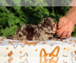 Small #3 ShihPoo