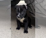 Small Borador
