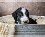 Small Photo #1 Aussiedoodle Puppy For Sale in CONCORD, NC, USA