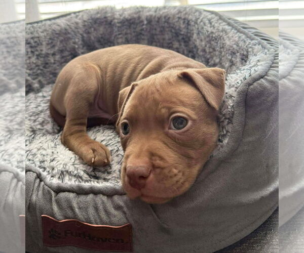 Medium Photo #1 Mutt Puppy For Sale in Rochester, NY, USA