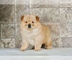 Small Photo #1 Chow Chow Puppy For Sale in NAPPANEE, IN, USA