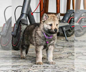 Czech Wolfdog-Wolf Hybrid Mix Puppy for sale in Darova, Timis, Romainia
