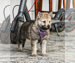 Small Czech Wolfdog-Wolf Hybrid Mix