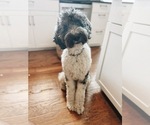 Small Photo #1 Labradoodle Puppy For Sale in YORKTOWN, IN, USA