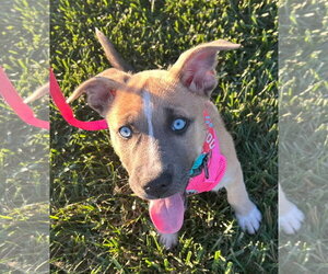 American Pit Bull Terrier-Siberian Husky Mix Dogs for adoption in Germantown, OH, USA