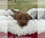 Small #1 Goldendoodle (Miniature)