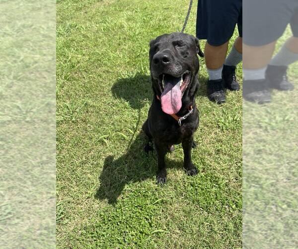 Medium Photo #4 Mutt Puppy For Sale in Abbeville, LA, USA