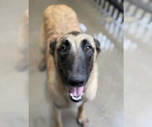 Mutt Dogs for adoption in Santa Maria, CA, USA