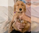Small #18 Golden Retriever