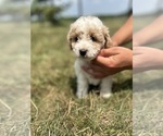 Puppy 4 Labradoodle-Poodle (Miniature) Mix