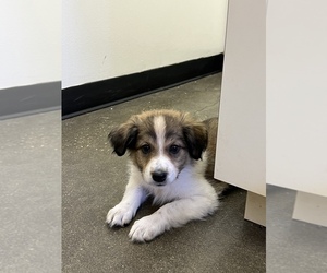 Australian Shepherd-Great Pyrenees Mix Puppy for sale in FLORAL CITY, FL, USA