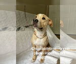 Small #2 American Pit Bull Terrier Mix