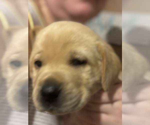 Medium Photo #2 Labrador Retriever Puppy For Sale in COTTAGEVILLE, SC, USA