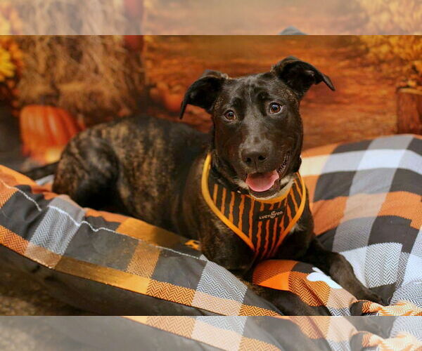 Medium Photo #1 American Pit Bull Terrier-Unknown Mix Puppy For Sale in Yuba City, CA, USA