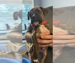 Small Photo #6 Boxer Puppy For Sale in SCOBEY, MS, USA