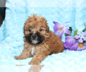 ShihPoo Puppy for sale in SHILOH, OH, USA