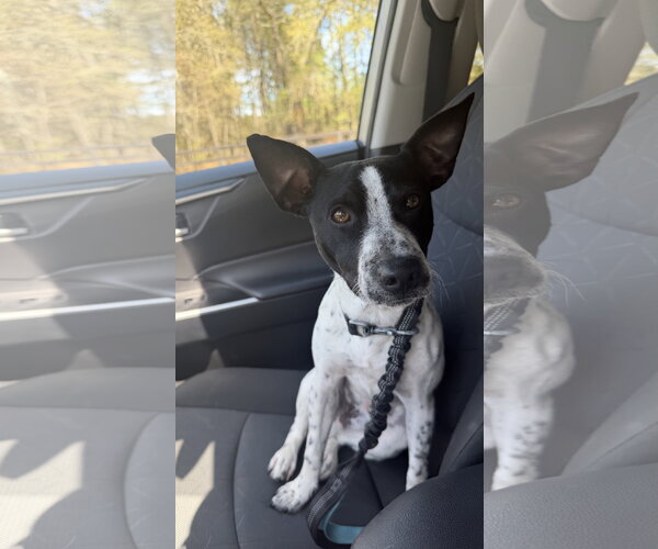 Medium Photo #4 Jack Russell Terrier-Unknown Mix Puppy For Sale in The Woodlands, TX, USA