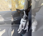 Small #3 Jack Russell Terrier Mix