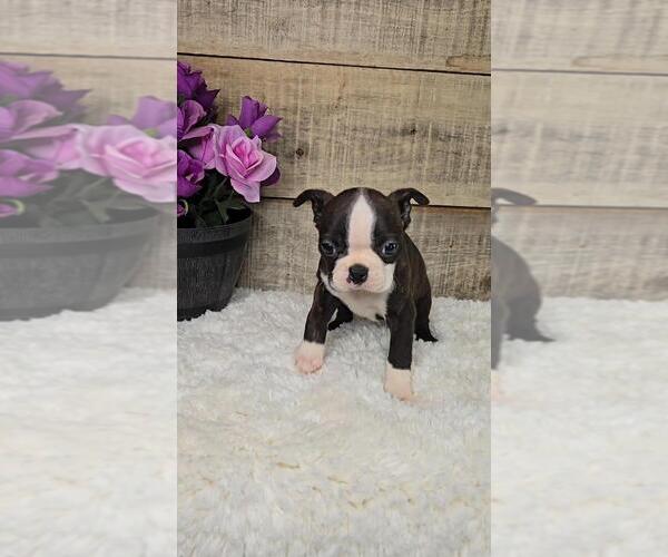 Medium Photo #2 Boston Terrier Puppy For Sale in JASONVILLE, IN, USA