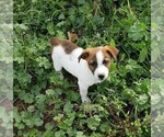 Small Photo #2 Jack Russell Terrier Puppy For Sale in BRIGGSDALE, CO, USA