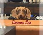 Small #2 Dachshund