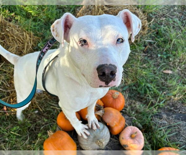 Medium Photo #3 American Pit Bull Terrier-Unknown Mix Puppy For Sale in McKinleyville, CA, USA