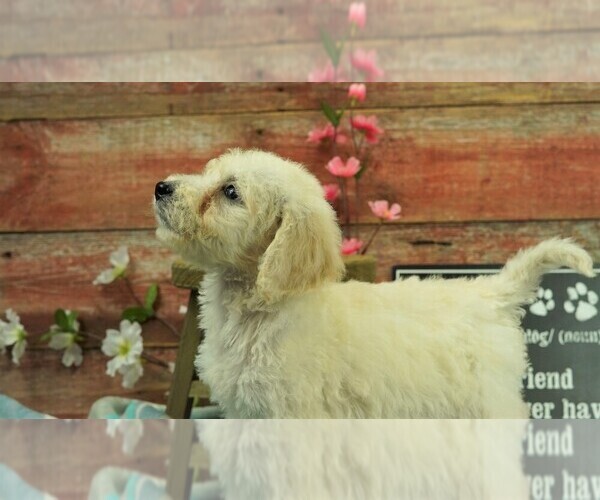 Medium Photo #2 Goldendoodle Puppy For Sale in KARLSTAD, MN, USA