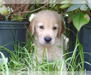 Golden Retriever Puppy for Sale in SPRING HILL, Florida USA
