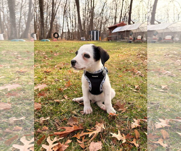 Medium Photo #3 Mutt Puppy For Sale in pomfret, CT, USA