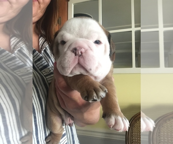 Medium Photo #3 Bulldog Puppy For Sale in BISMARCK, ND, USA