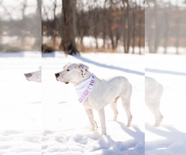 Medium Photo #10 Mutt Puppy For Sale in Crete, IL, USA