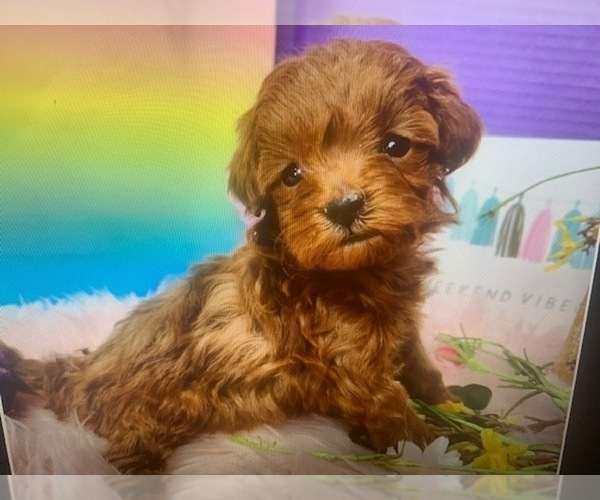 Medium Photo #1 Goldendoodle Puppy For Sale in PEMBROKE PINES, FL, USA