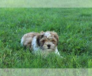 Zuchon Puppy for sale in JOICE, IA, USA