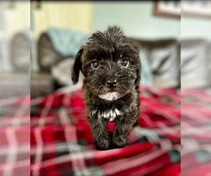 Medium ShihPoo-Shorkie Tzu Mix